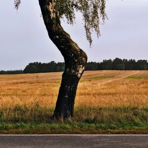 Lüneburger Heide, Germany