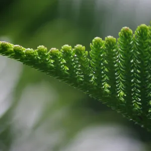 Parque Terra Nostra, Acores